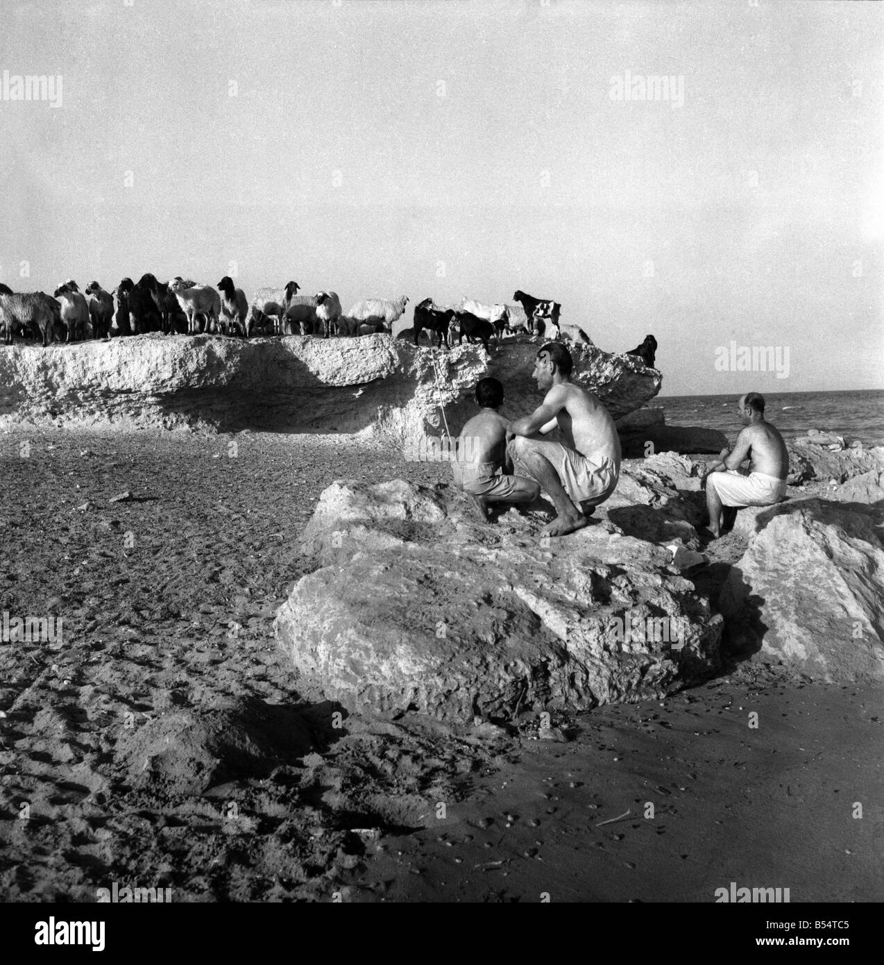 In riva al mare nei pressi delle rovine di salami di Cipro i Pastori guidare le loro pecore in mare per un bagno e andare in se stessi. Foto Stock