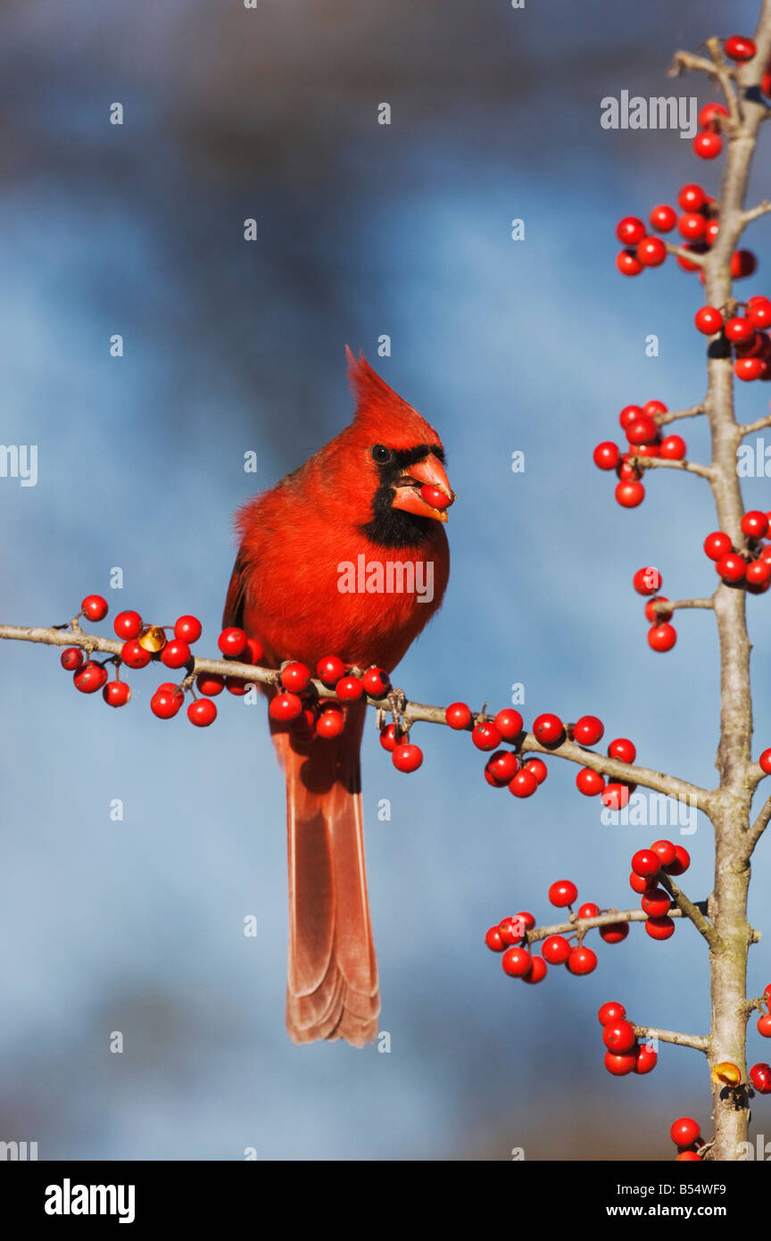 Il Cardinale nord Cardinalis cardinalis mangiare maschio Possum Haw Holly Ilex decidua bacche Bandera Hill Country Texas USA Foto Stock