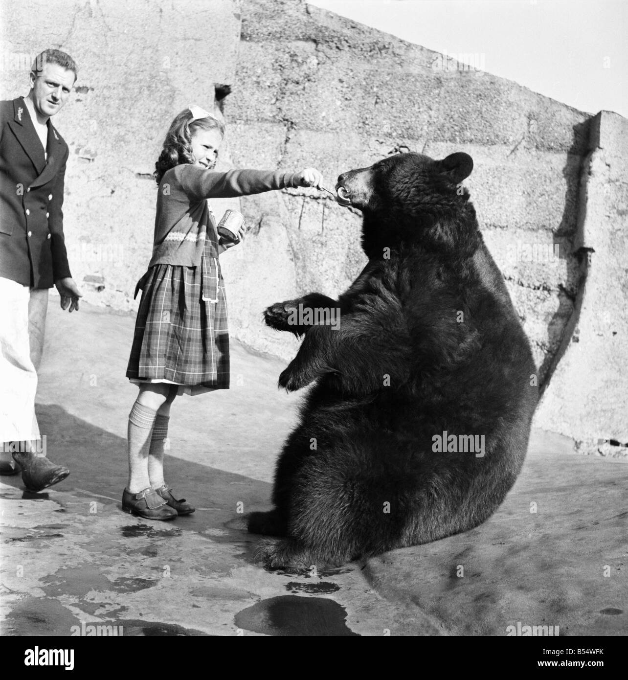 Animali Orsi: posso leccare nulla, particolarmente teglie con sciroppo di melassa interno, biondo-ie la grande American Black Bear al London Zo Foto Stock