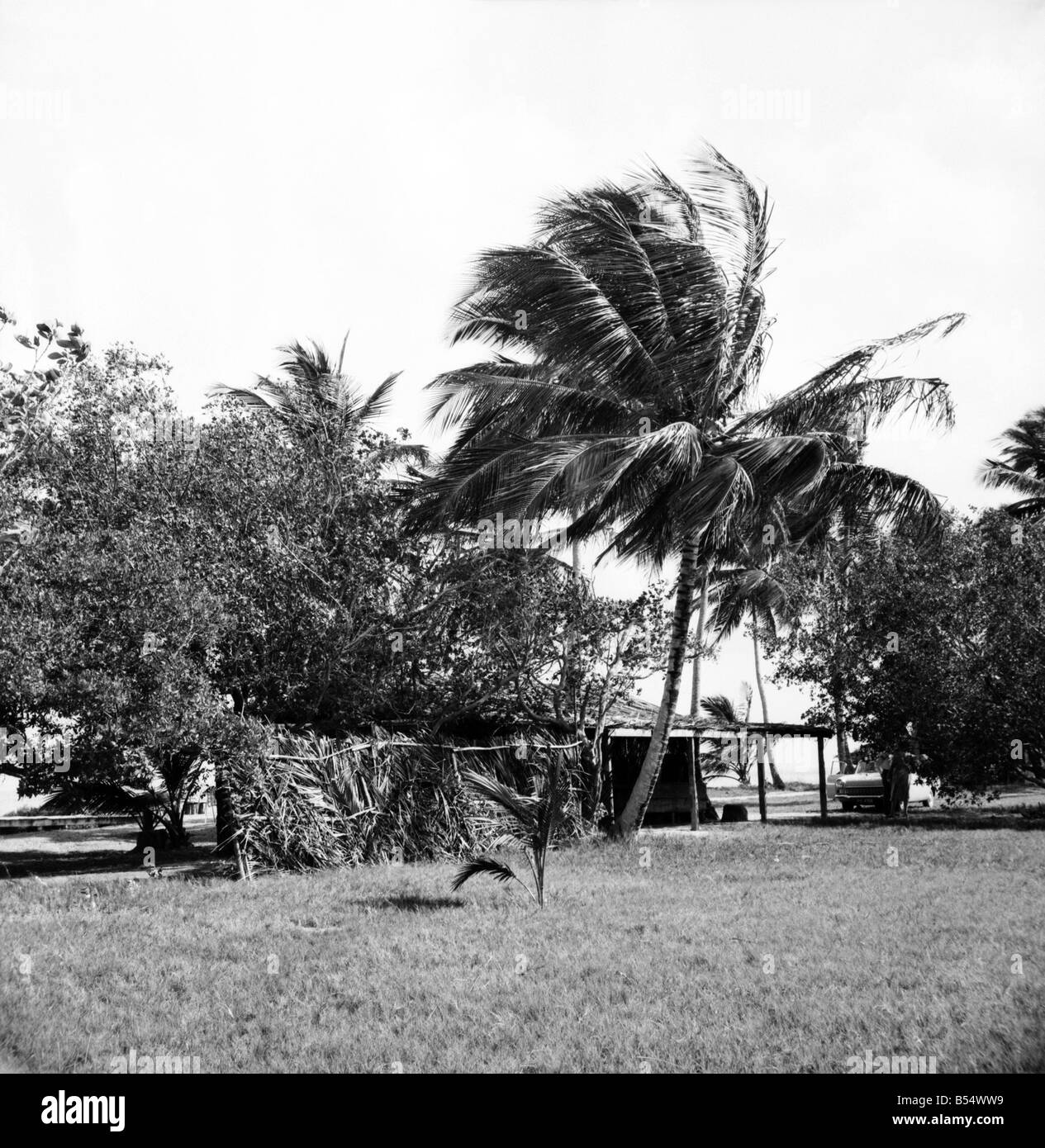 Alberi di palma e il Beach House a Tobago. Maggio 1960 M4289-001 Foto Stock