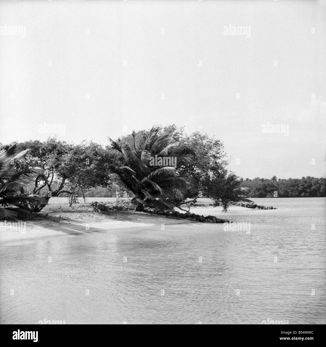 Alberi di palma e il Beach House a Tobago. Maggio 1960 M4289-002 Foto Stock