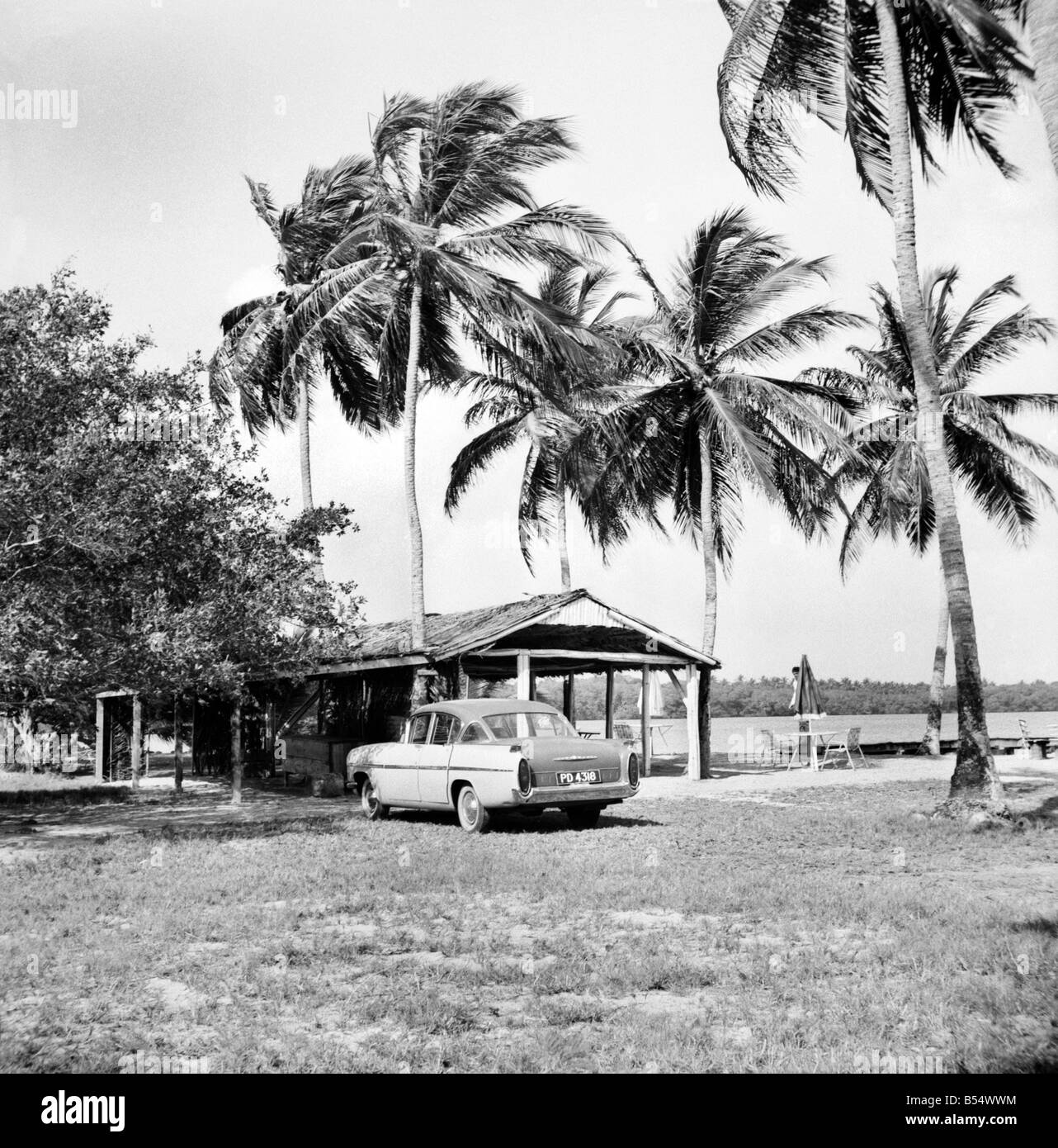 Alberi di palma e il Beach House a Tobago. Maggio 1960 M4289-005 Foto Stock