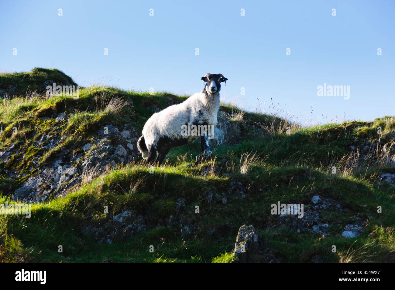 Solo ovini o Ram stagliano in alto sulla rupe di Falcon vertice, 'Il Lake District' Cumbria Inghilterra England Regno Unito Foto Stock