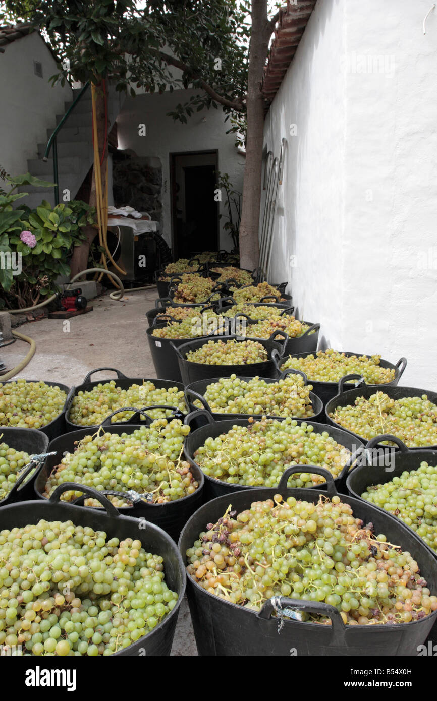 Benne delle uve del Listan Blanco varietà schierate al di fuori della bodega di Sean Finn in Genoves Tenerife Canarie Spagna Foto Stock