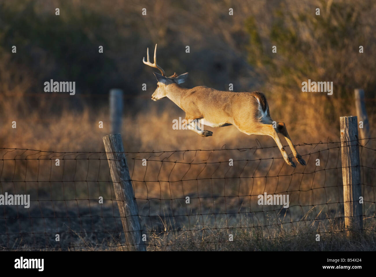 White-Tailed Deer Odocoileus virginianus buck jumping recinto Sinton Corpus Christi Coastal Bend Texas USA Foto Stock