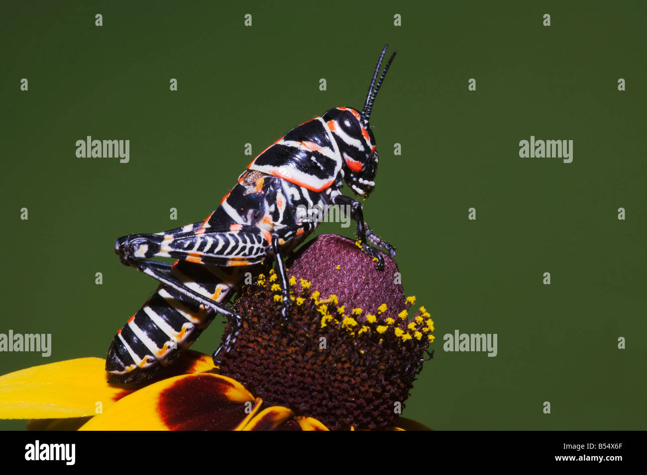 Dipinto di Grasshopper Dactylotum bicolor adulto su stringendo lasciava Coneflower Sinton Corpus Christi Coastal Bend Texas USA Foto Stock
