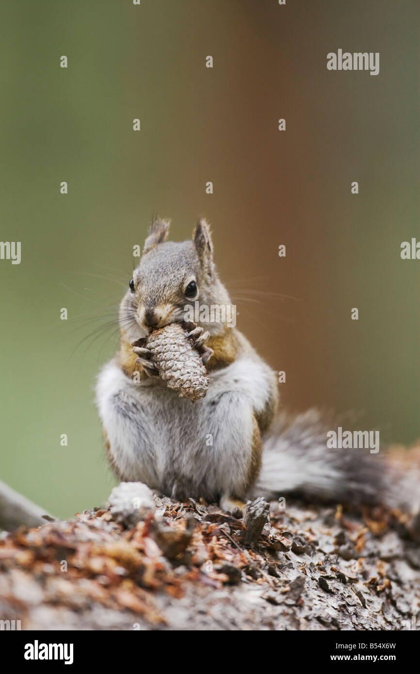 Pine Squirrel Tamiasciurus hudsonicus adulto mangiare pigna Rocky Mountain National Park Colorado USA Foto Stock