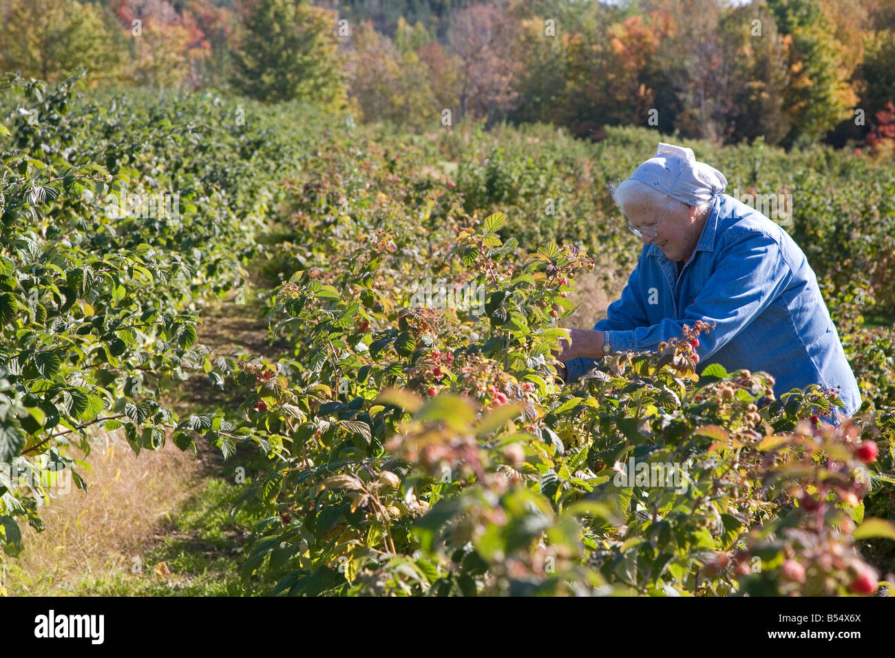 77-Year-Old donna Picks Lamponi in Agriturismo Foto Stock