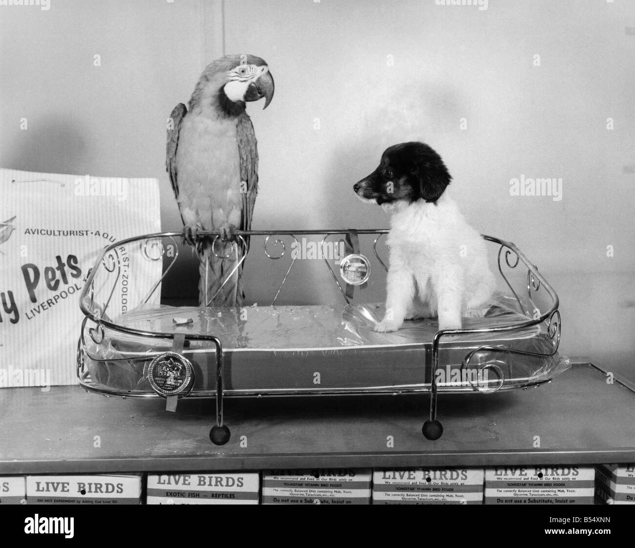 Amicizie animali - gli animali e gli uccelli: Bonzo il cucciolo tenta di eseguire uno dei placcato oro letti, mentre un amichevole parrot tenta di spostarsi in su l'atto. Dicembre 1973 P011710 Foto Stock