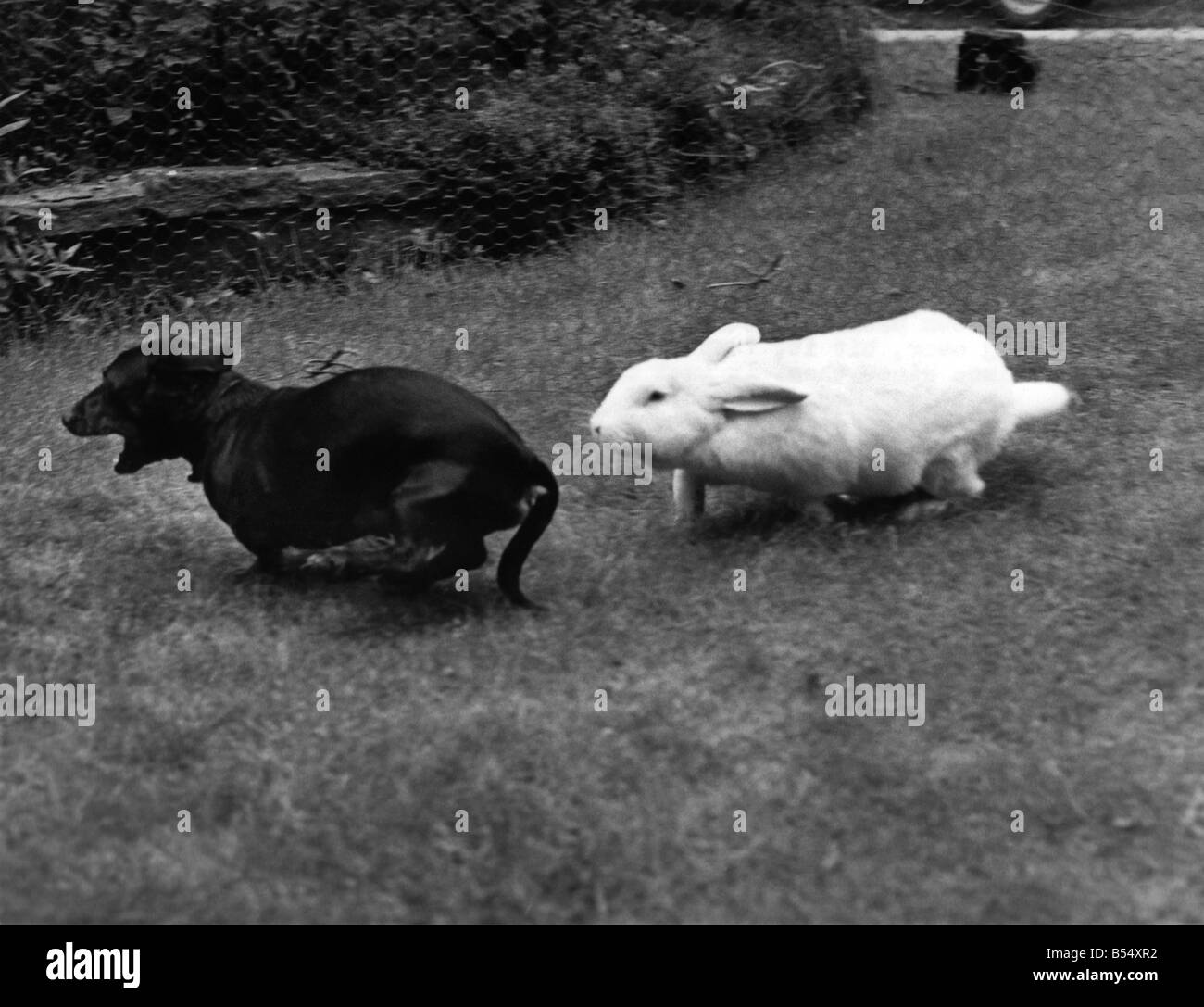 Amici animali - Cani e Misc: chase è su come Sansone corre dopo Enrico daschshund. Agosto 1970 P011734 Foto Stock
