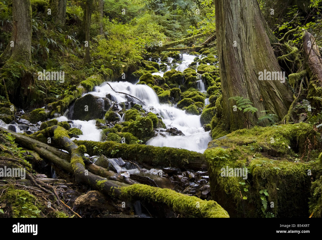 Wahkeena Falls Trail, Columbia River Gorge Foto Stock