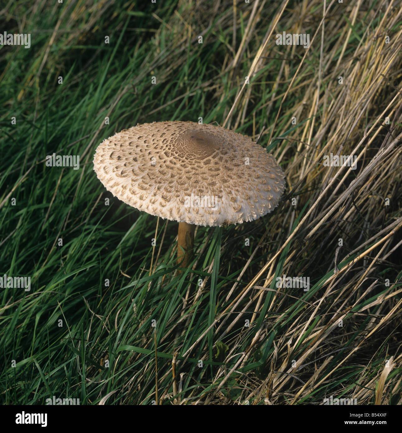 Ombrellone tipo Lepiota friesii pac nella prateria Devon Foto Stock