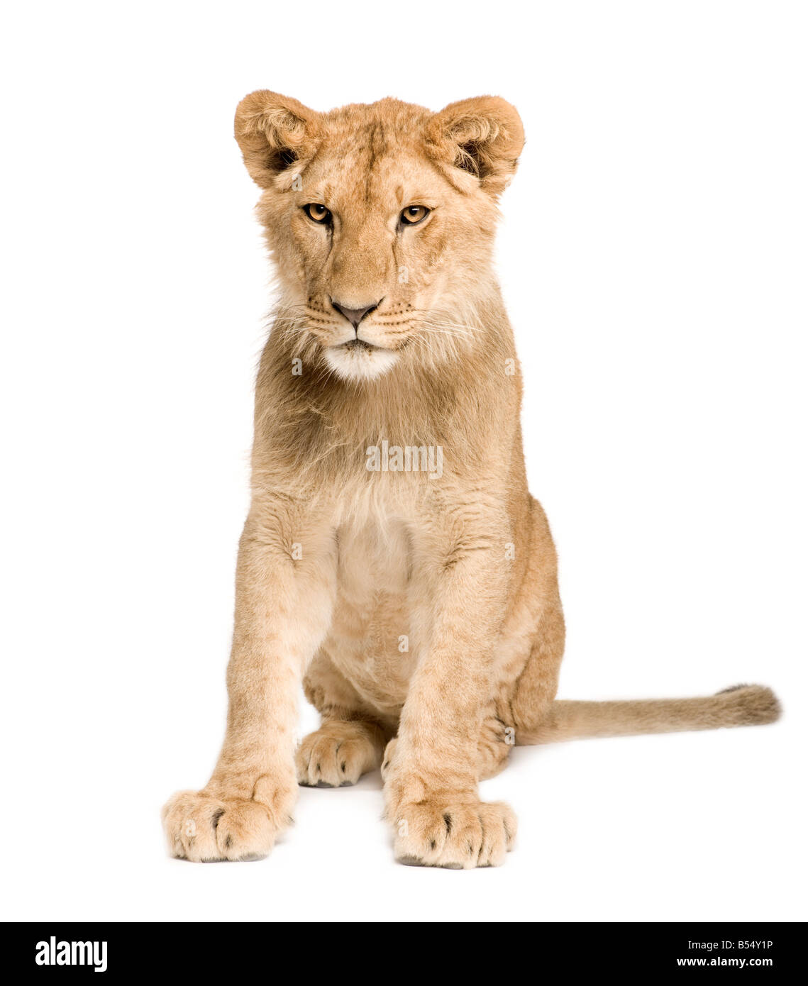 Lion Cub 9 mesi di fronte a uno sfondo bianco Foto Stock