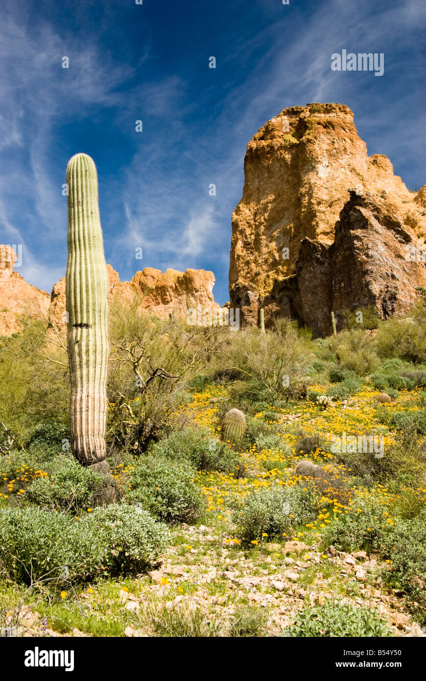 Vista panoramica del deserto di Sonora deserto in Arizona Foto Stock