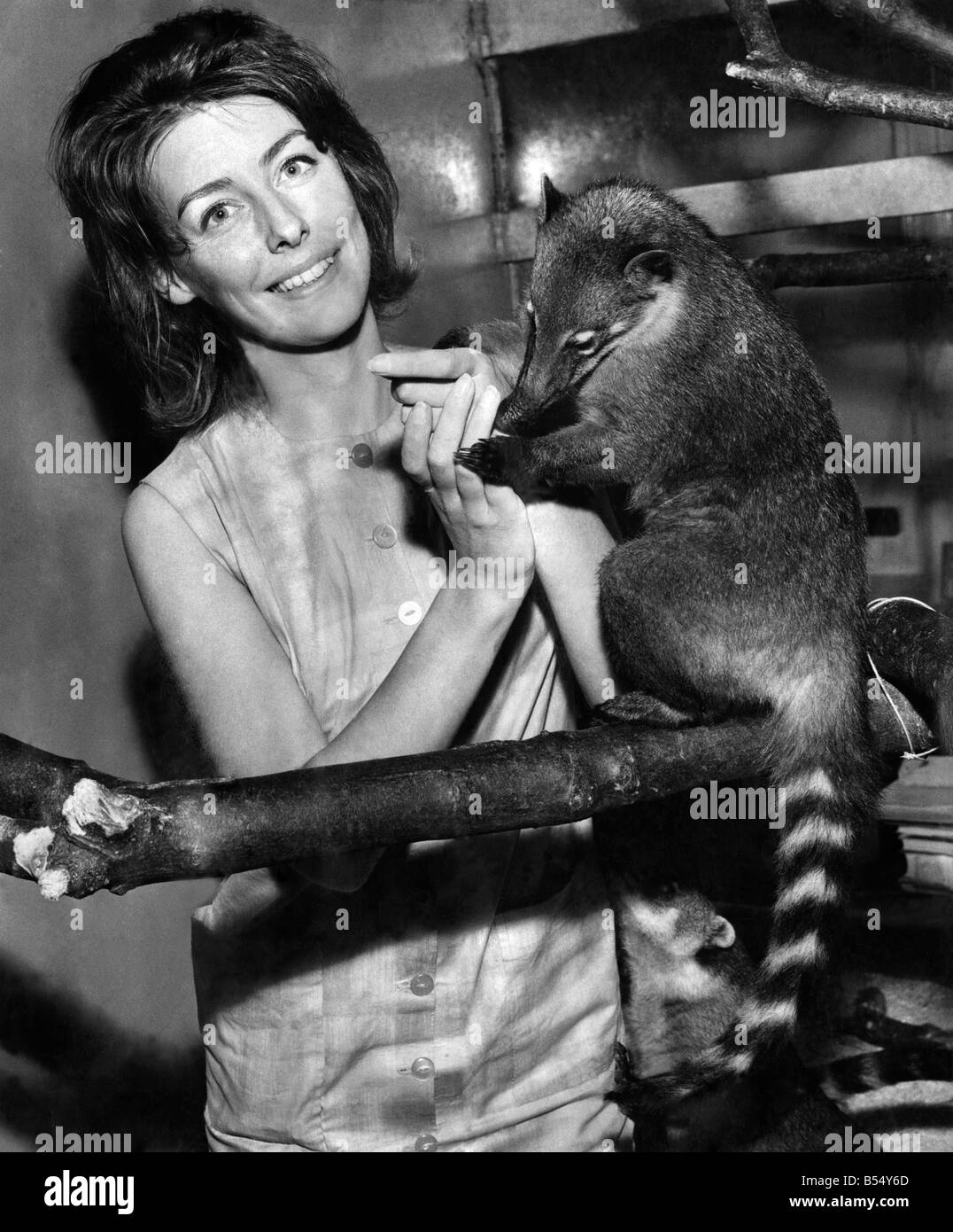 Si tratta di Ringo, un coati dal Sud America, che nacque presso lo Zoo di Londra. Egli è raffigurato qui con attraenti la sig.ra Maria Haynes, che lavora per la televisione zoo uomo Dr. Desmond Morris. Coatis non come una regola, rendere soddisfacente quando gli animali crescono al di fuori del loro bambino modi, dice. Luglio 1964 P011890 Foto Stock