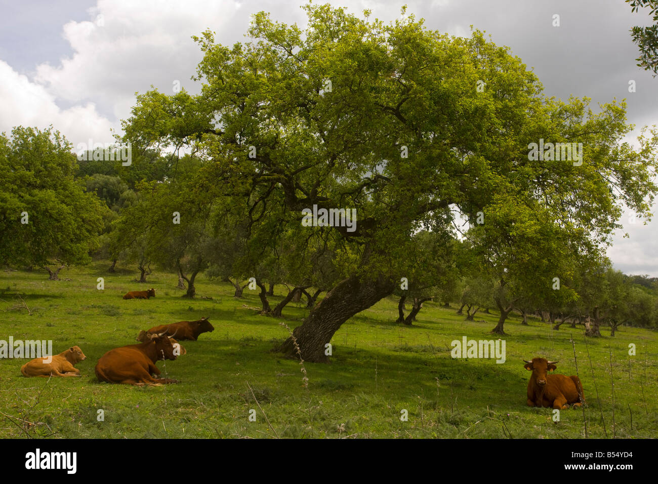 Rosso di bestiame andalusa con vitelli al pascolo nei lecci dehesa vicino a El Bosque Sierra de Grazalema SW Spagna Foto Stock