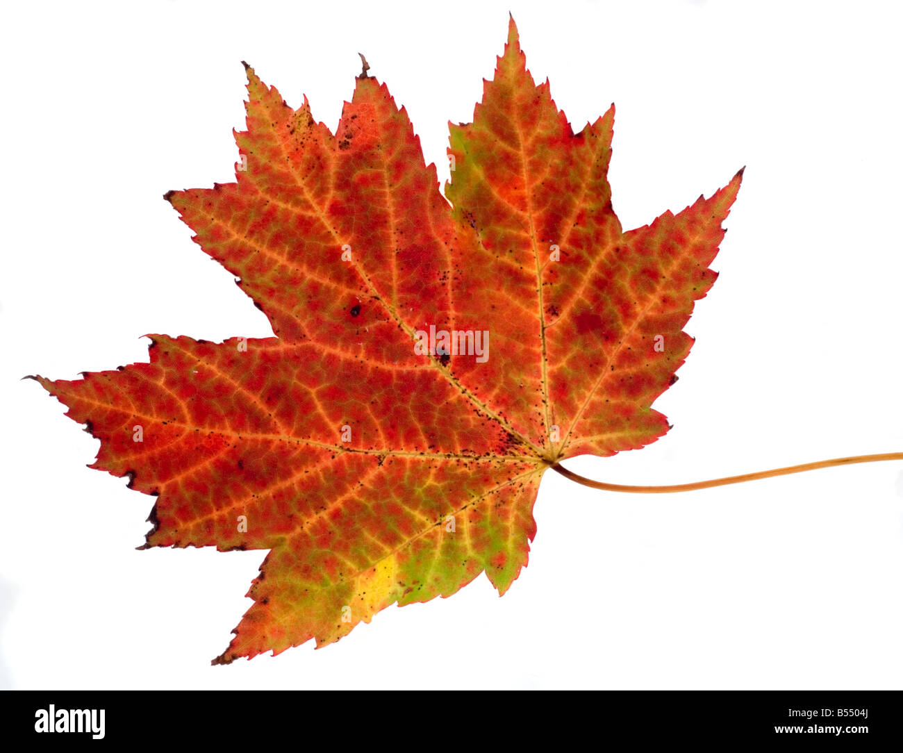 Maple Leaf tagliare Foto Stock