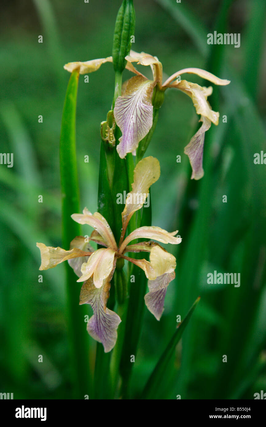 Maleodoranti o fetida Iris Iris foetidissima fioritura in un bosco di Kent Foto Stock