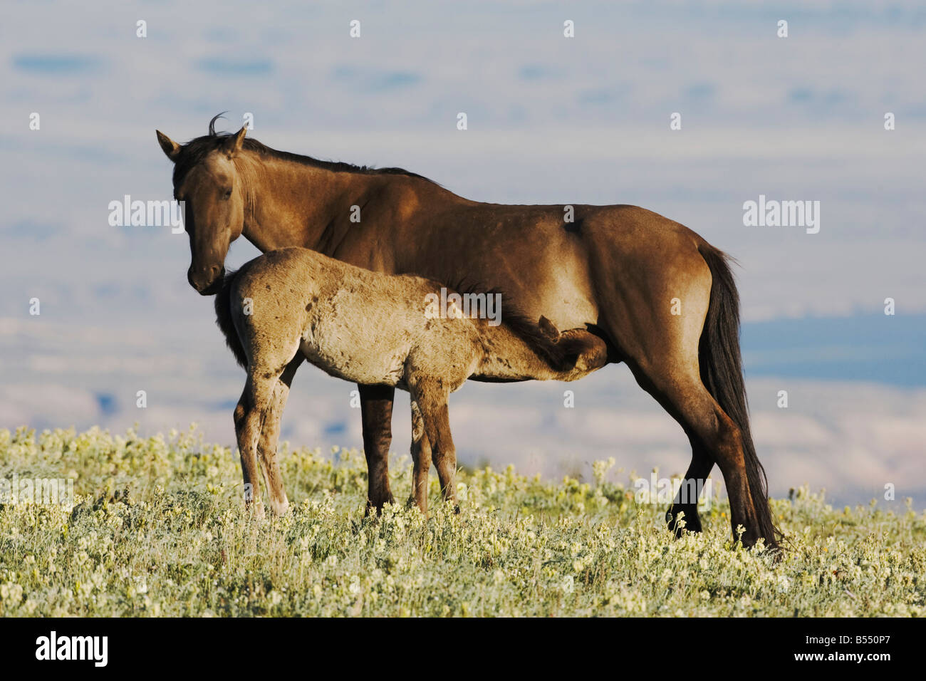 Mustang cavallo Equus caballus mare e colt nursing Pryor Mountain Wild Horse gamma Montana USA Foto Stock