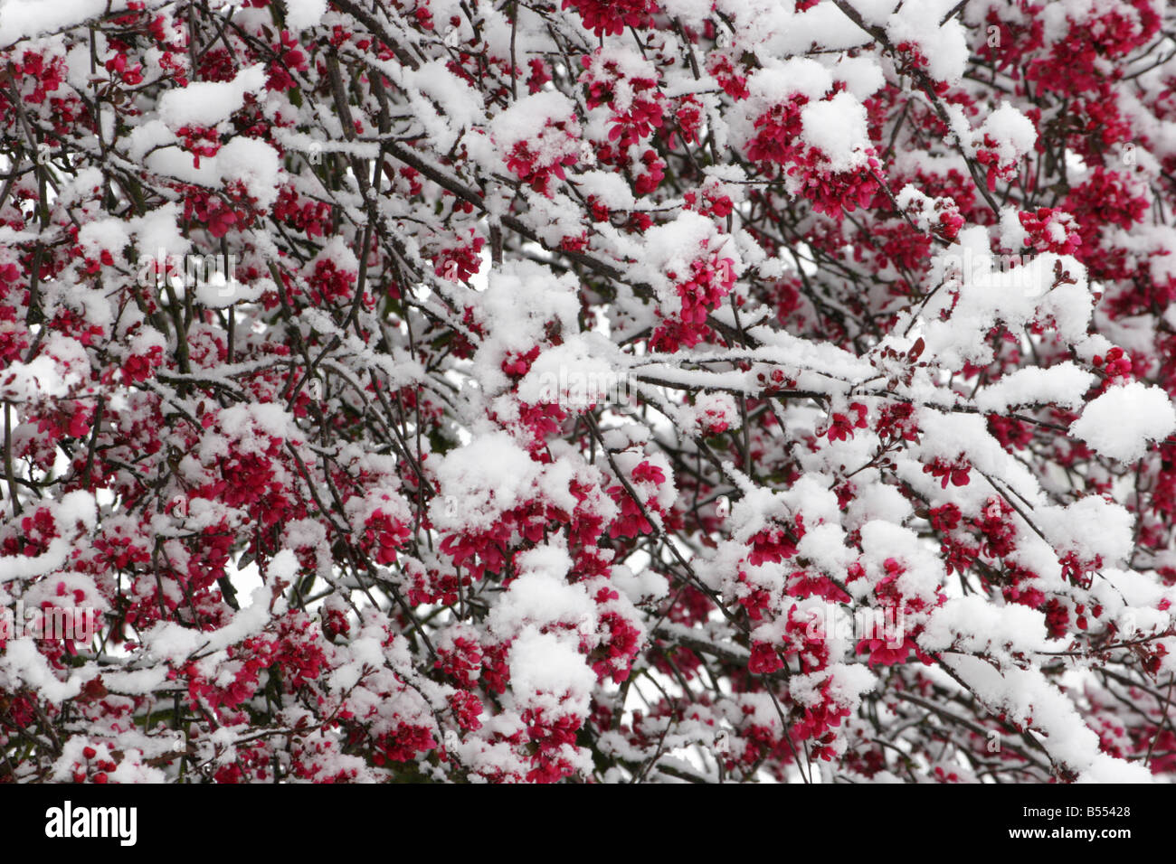 Fioritura Crab Tree Malus sp blossom coperti in primavera la neve prese aprile Lea Valley Essex REGNO UNITO Foto Stock