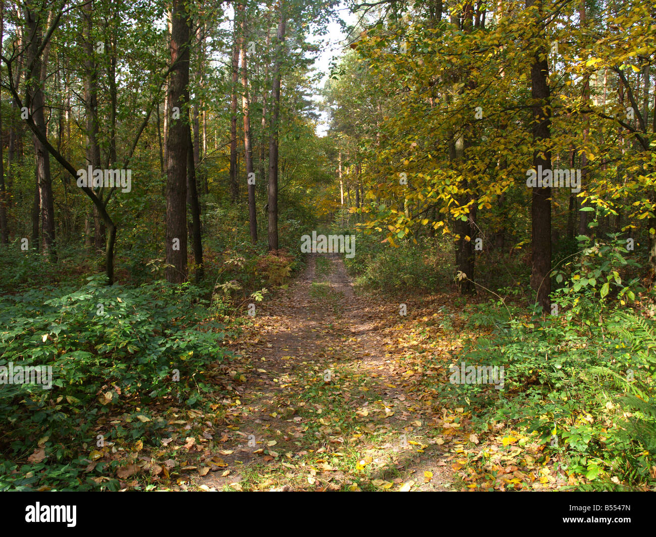 La foresta di autunno Foto Stock