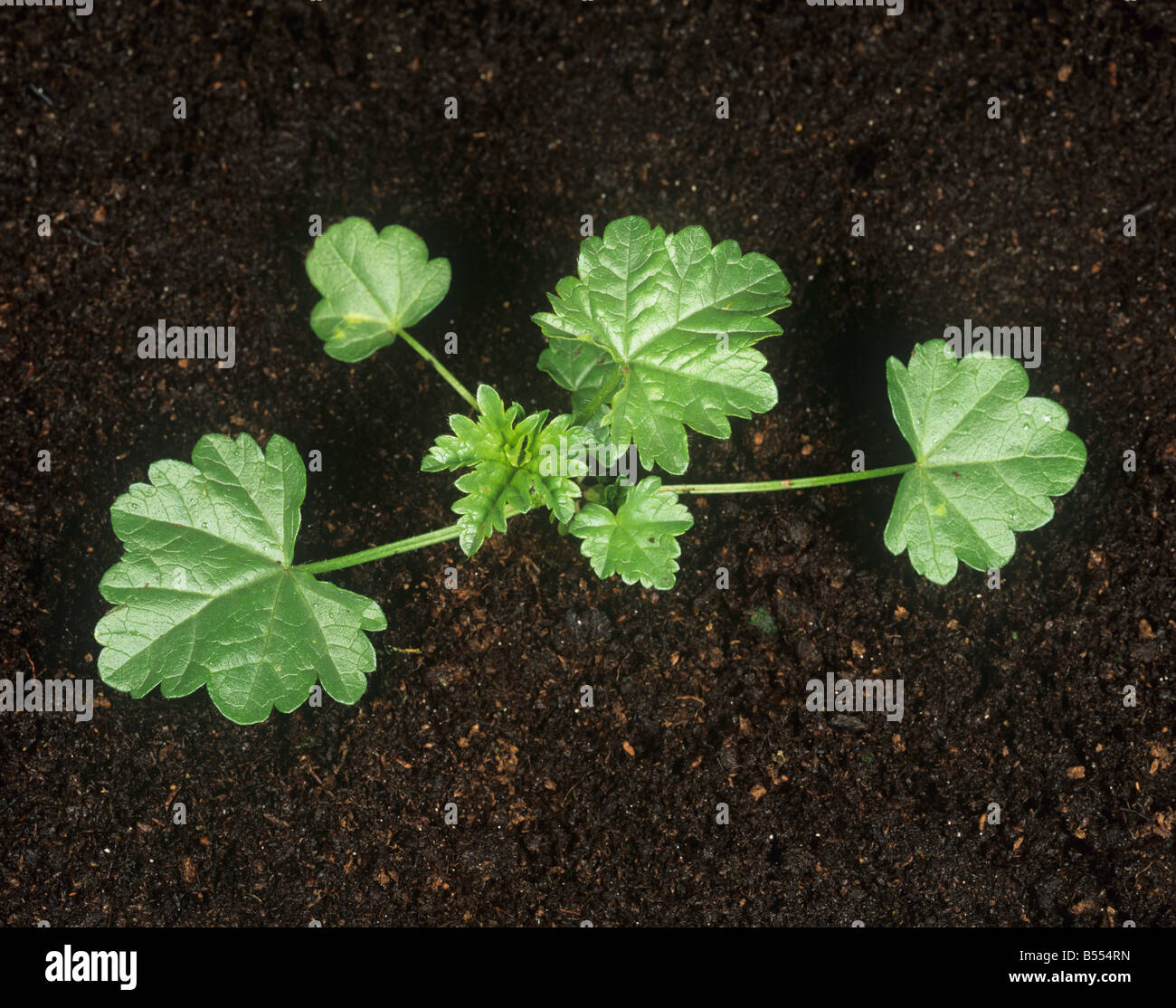 Dwarf mallow Malva neglecta pianta giovane Foto Stock