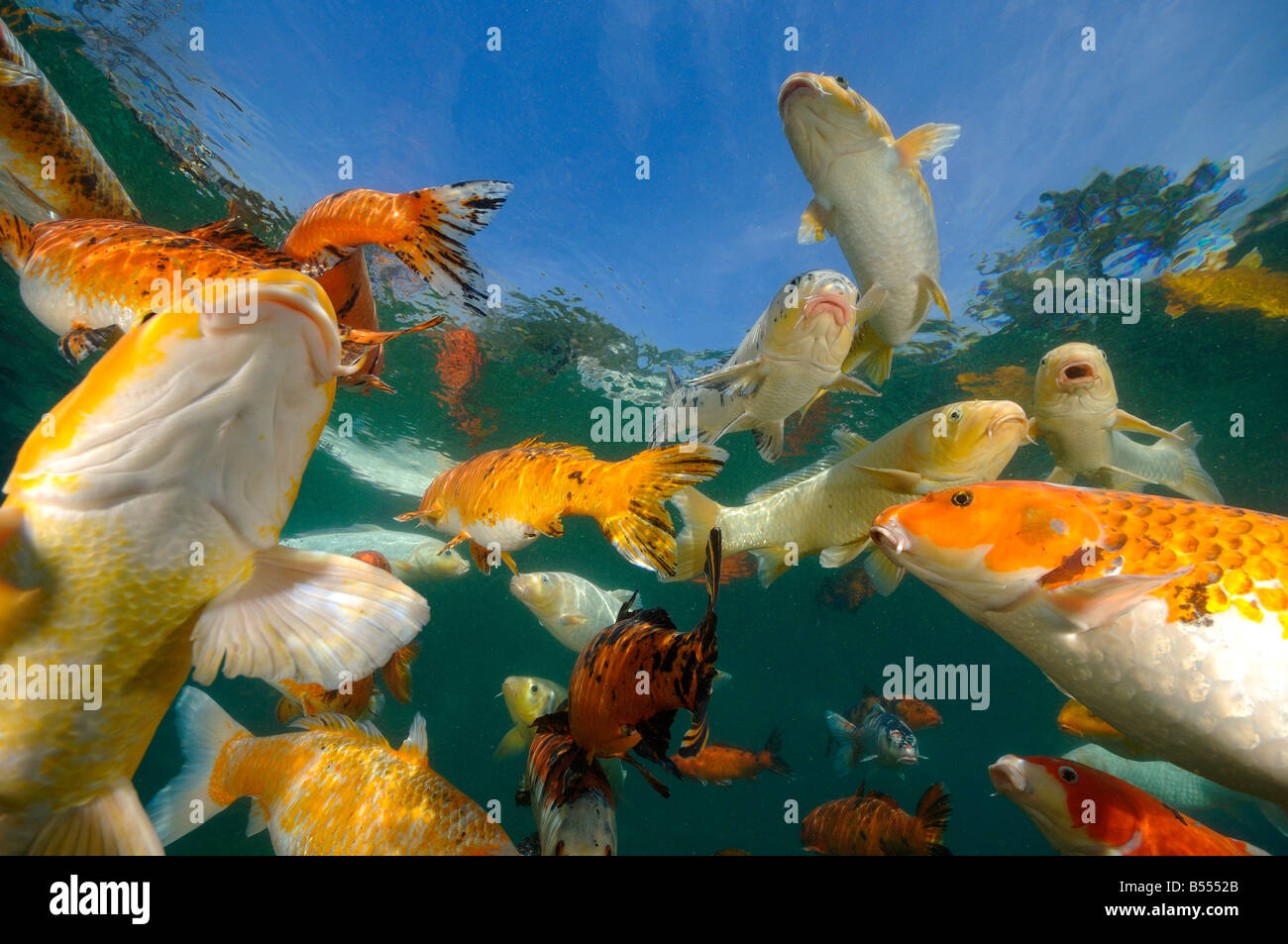 Koi sono Acque interne Carp sollevato in stagni Foto Stock