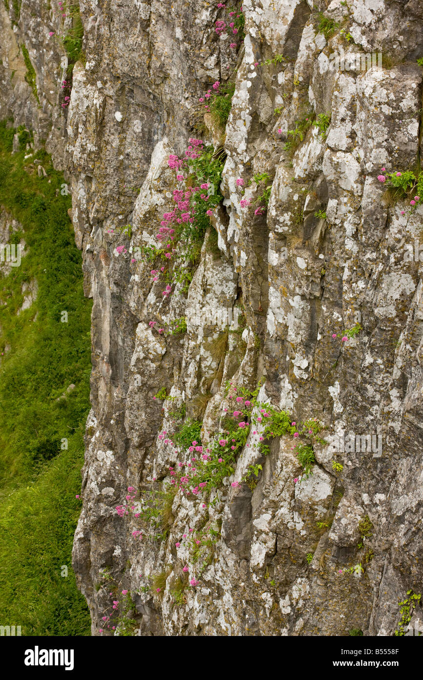 Red Valeriana Centranthus ruber naturalizzato sulle scogliere di Cheddar Gorge Somerset Foto Stock