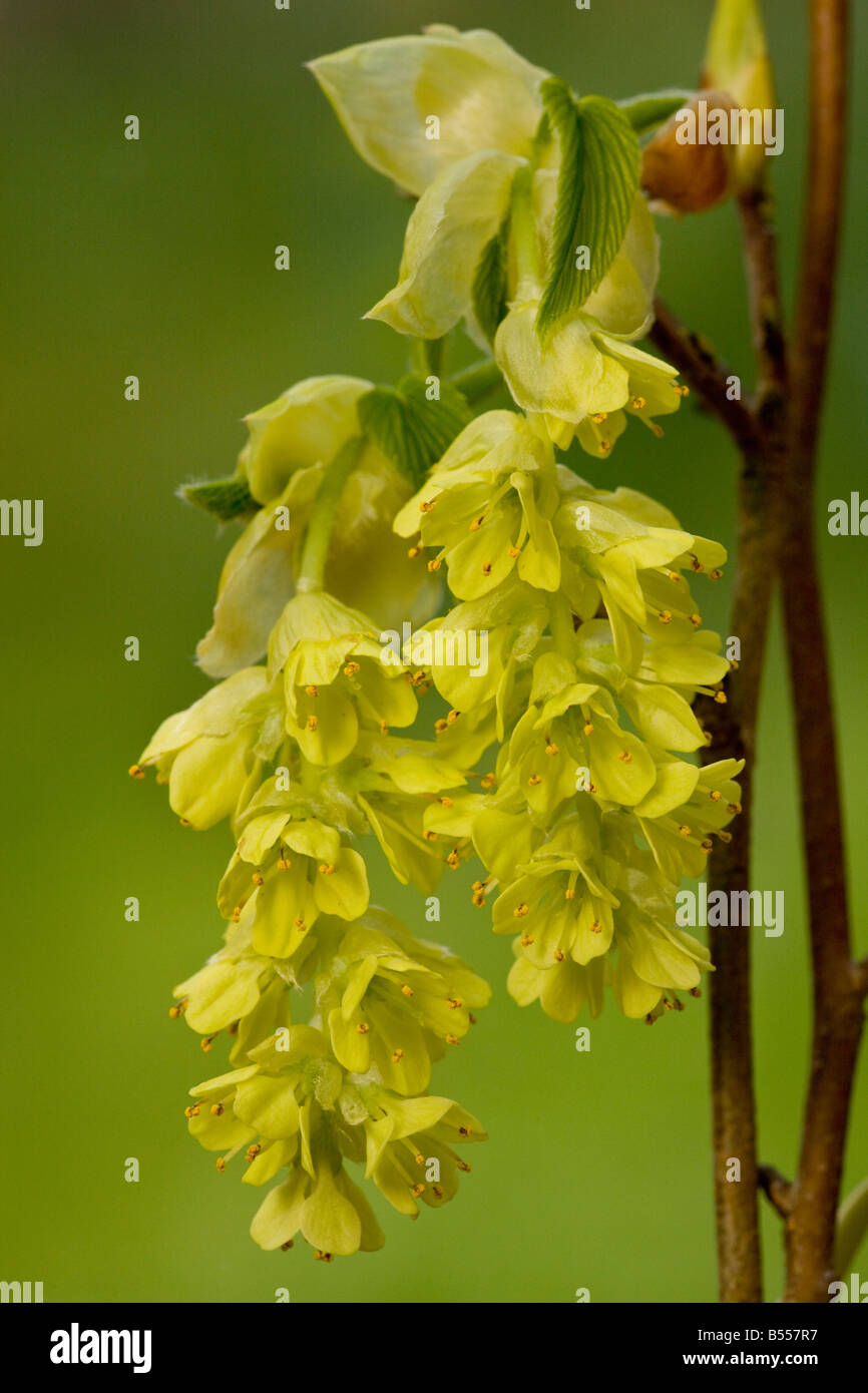Corylopsis sinensis una primavera precoce fioritura arbusto dalla Cina pianta di giardino Foto Stock