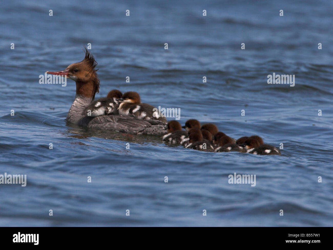 Common Merganser Mergus merganser femmina in oceano con 2 pulcini sul retro & altri seguenti in francese Creek Isola di Vancouver BC Foto Stock