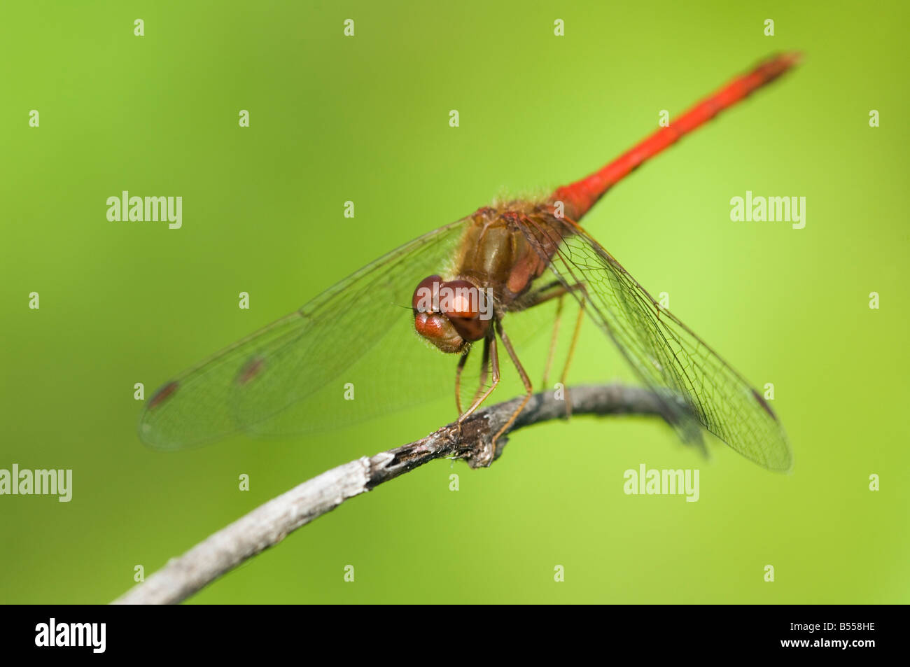 Chiamata Dragonfly per identificazione ceneri Kab Trail Parco nazionale Voyageurs Minnesota USA Foto Stock
