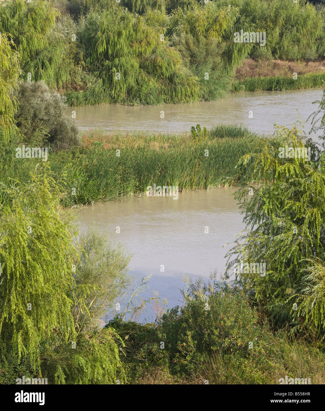 Lussureggiante fogliame verde sulla riva del fiume Foto Stock