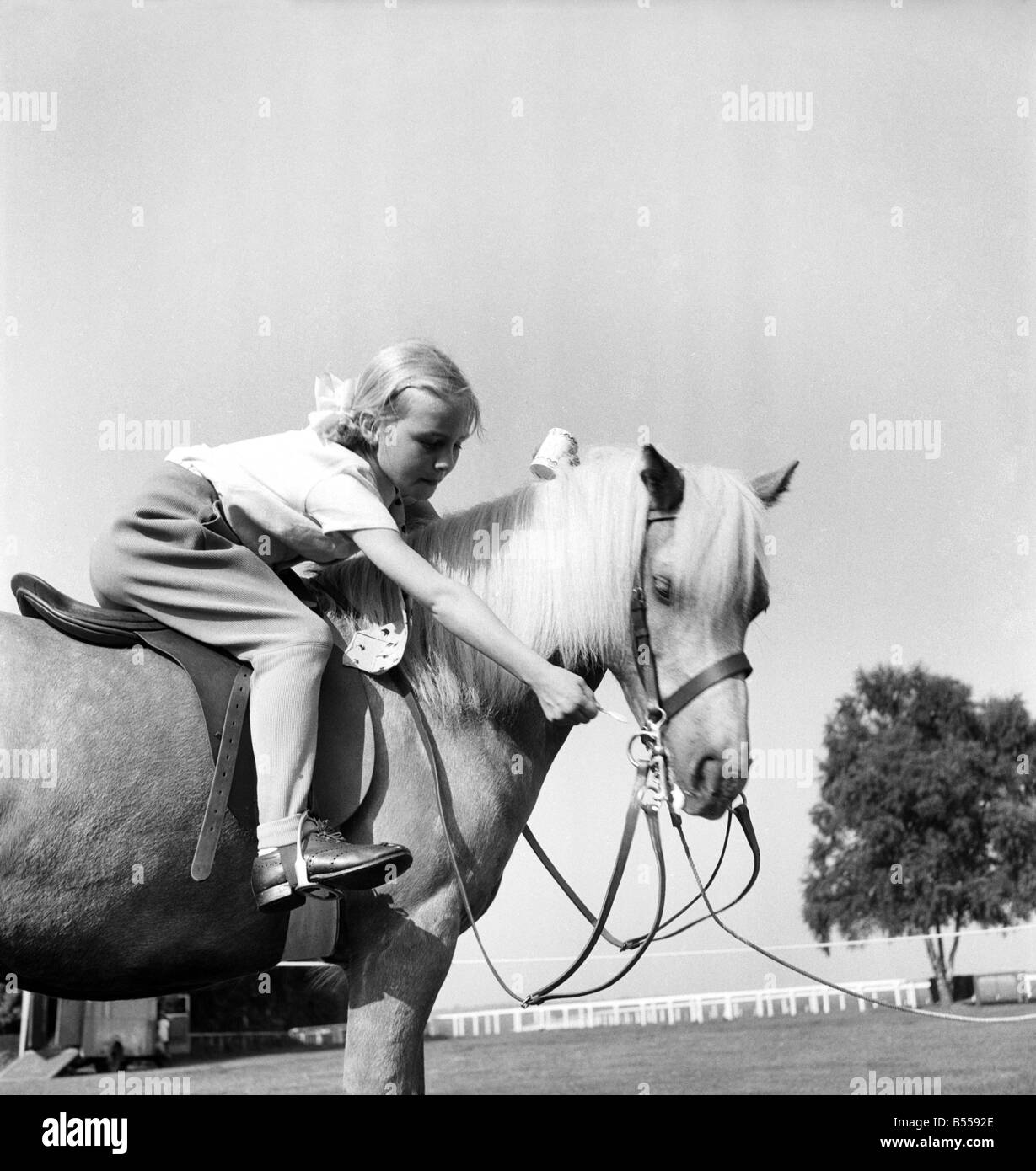 Bambini: Animali. Pony Welsh riceve la ricompensa. 6 anno di età Maria Peddie di Tring condividendo il suo gelato con il suo Welsh mountain Pony Silvertips in occasione di una mostra di pony della Gran Bretagna a Ascot Berks dopo il pony aveva guadagnato il primo premio. D5037 Foto Stock