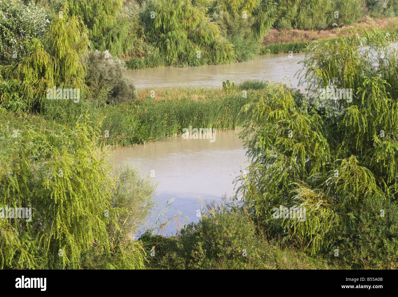 Lussureggiante fogliame verde sulla riva del fiume Foto Stock