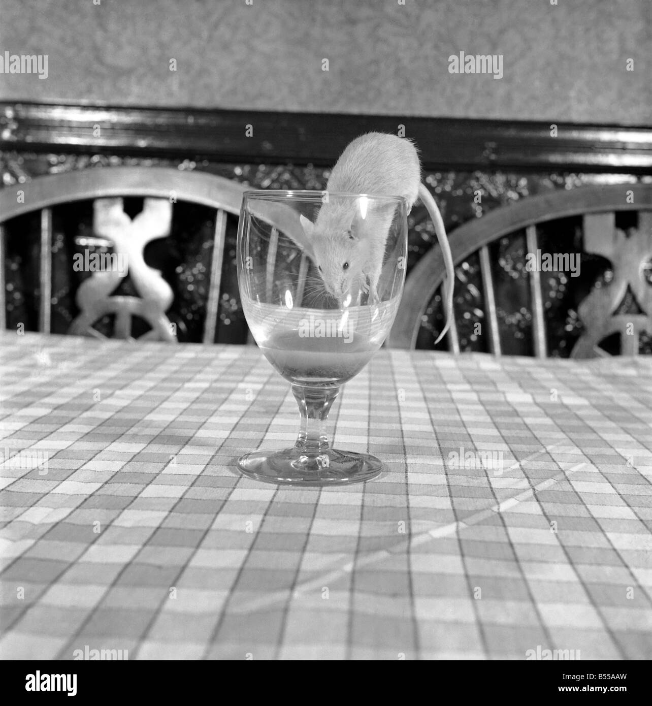 Mouse acquavite di bere da un bicchiere. Dicembre 1953 D7718 Foto Stock