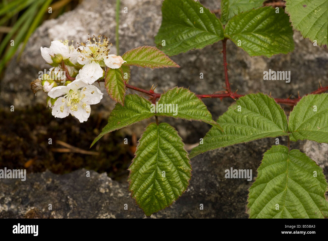 Dewberry Rubus caesius in fiore sulla pavimentazione di pietra calcarea Cumbria Foto Stock