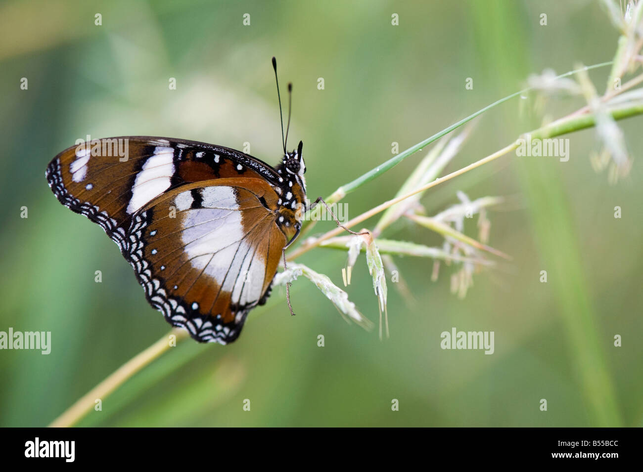 Hypolimnas misippus. Danaid Eggfly butterfly, maschio nella campagna indiana. Andhra Pradesh, India Foto Stock