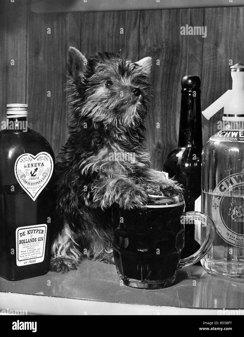 Penny la pinta dimensioni pooch è una miniatura Yorkshire Terrier con una pinta dimensionato sete ella ama condividere una pinta un lieve con il suo proprietario signor Harold Hervey, della Ridgeway Fleetwood Lanos lei va sempre con lui dentro il suo cappotto in winer meteo. Penny è di circa 7 cm di lunghezza, 4 pollici alta.. ed è stato il più piccolo di una cucciolata di tre lei è di 4 mesi di età. Gennaio 1962 P012674 Foto Stock