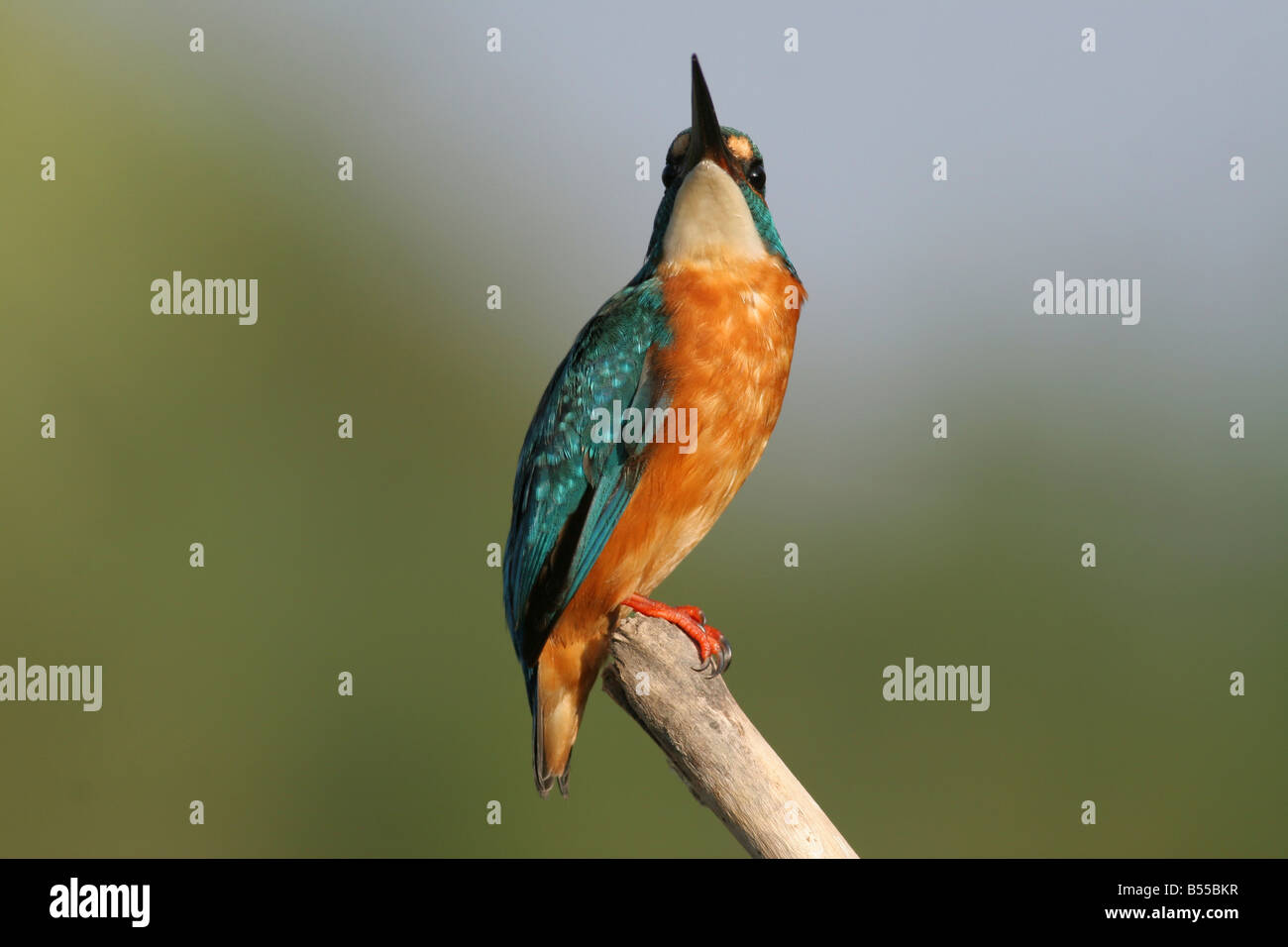 Comune di Martin Pescatore Alcedo atthis AKA Eurasian Kingfisher o fiume Kingfisher Israele agosto 07 Foto Stock