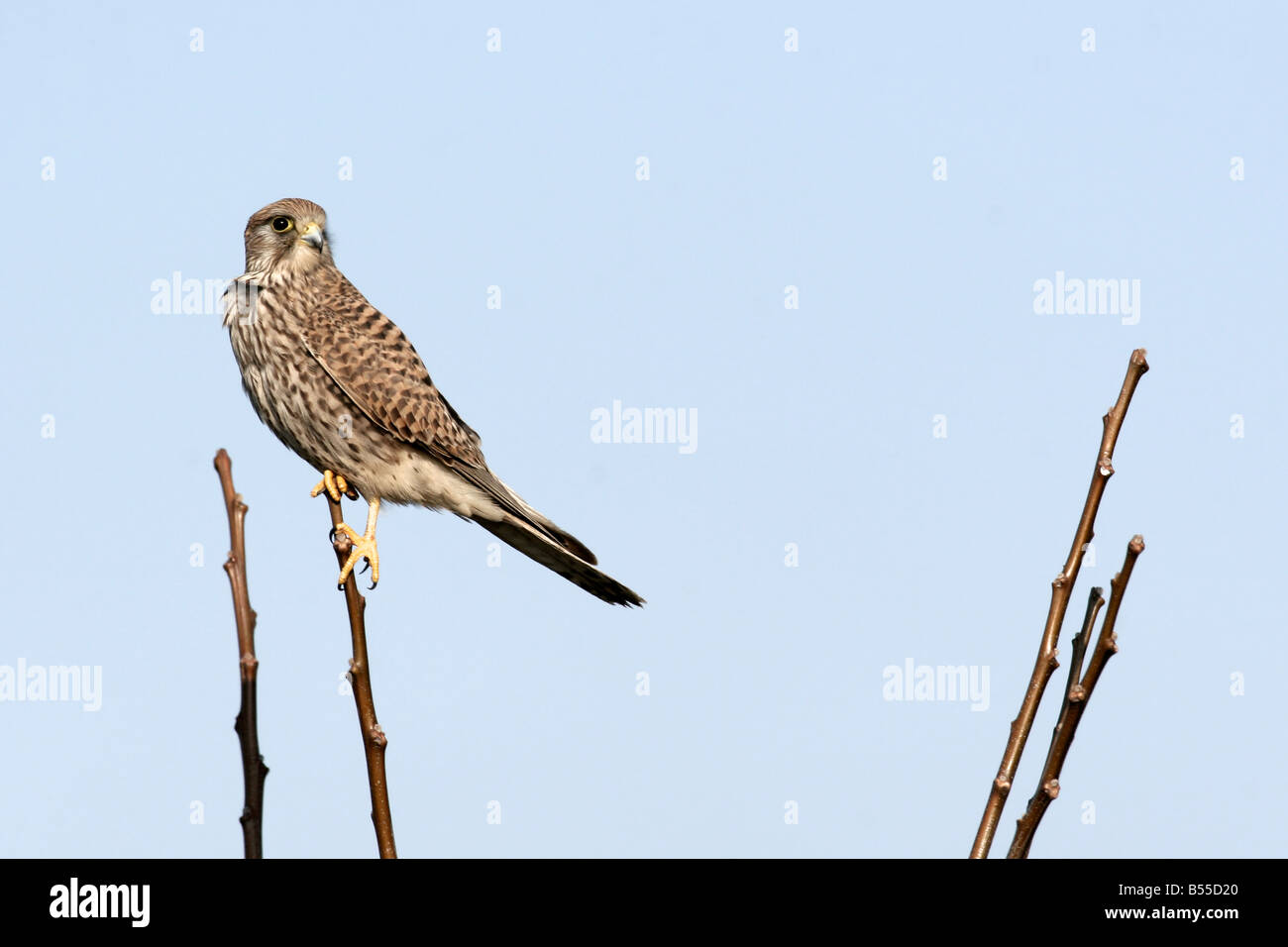 Comune di Gheppio Falco tinnunculus è un uccello da preda delle specie appartenenti al gruppo kestrel della famiglia falcon Falconidae Foto Stock