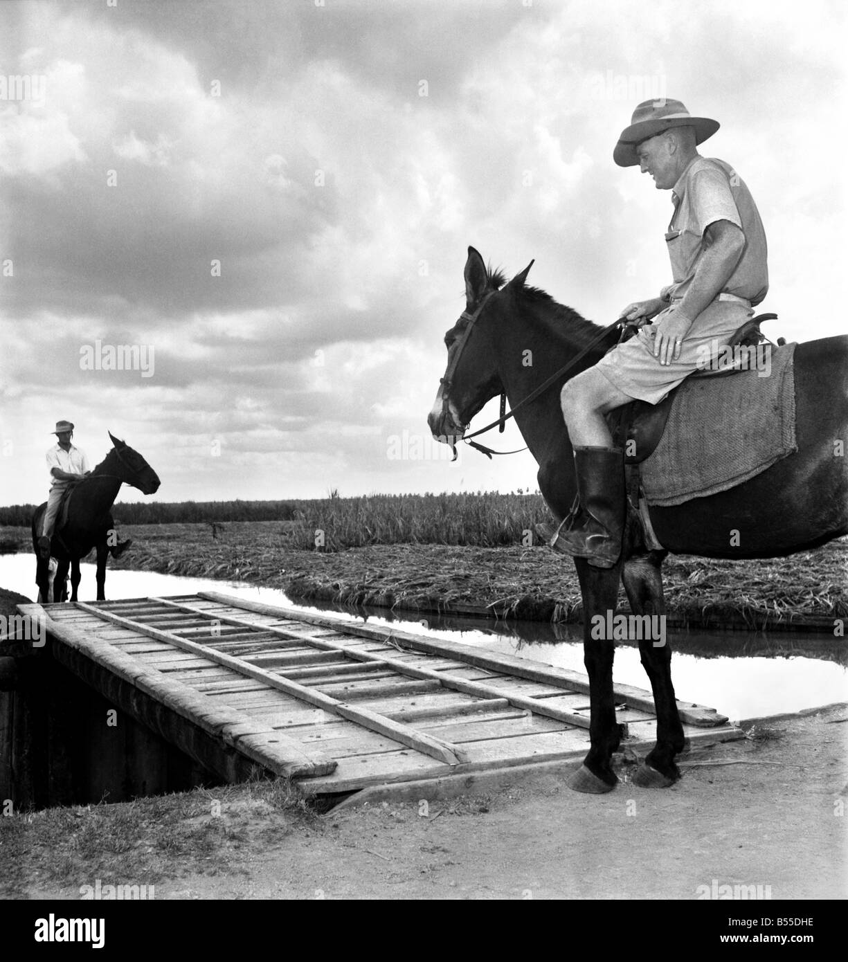 Confronto: due uomini a cavallo affacciate su un ponte appena al di fuori di George Town, Guyana Britannica. D6229A-001 Foto Stock