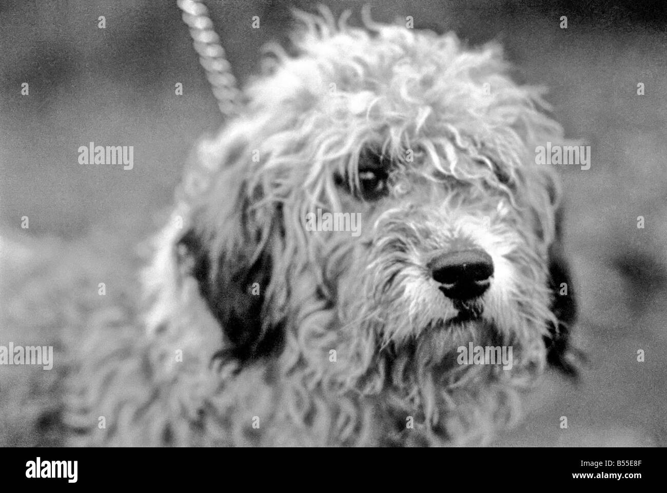 Animali Cani: Lui è trasandato cercando... ma adorabile. Egli costo di pochi scellini quando egli era un po' un gomitolo di lana. Ma per titolare di pensione o di rendita Selena Greenwood egli vale ogni centesimo del suo prezzo di £300 ha speso su di lui negli ultimi 2 1/2anni). BobbyÖyou potrebbero chiamarlo un old English Sheepdog ha trascorso gli ultimi 2 anni di 1/2 la grande vita lontano da casa ...con 5 stelle di trattamento ad un canile di imbarco perché la sua padrona non hanno casa per lui dopo che lei è venuto fuori dell'ospedale. Ora Bobby viene riabilitato per ben presto egli e il suo padrone sarà di nuovo insieme quando si arriva a casa dei suoi propri. Dicembre 1969 Z12024-001 Foto Stock