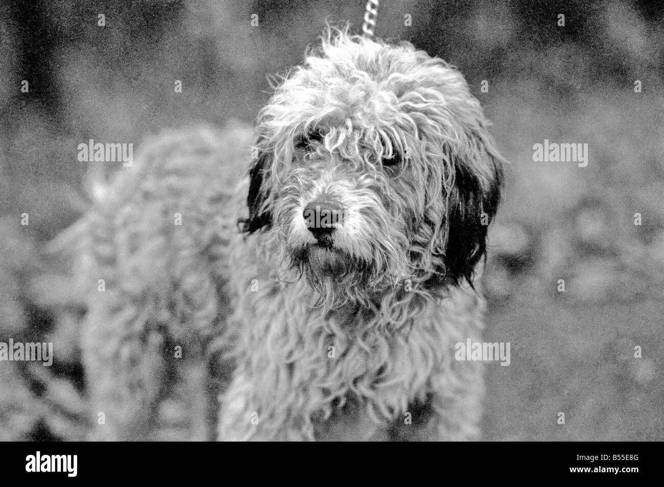 Animali Cani: Lui è trasandato cercando... ma adorabile. Egli costo di pochi scellini quando egli era un po' un gomitolo di lana. Ma per titolare di pensione o di rendita Selena Greenwood egli vale ogni centesimo del suo prezzo di £300 ha speso su di lui negli ultimi 2 1/2anni). BobbyÖyou potrebbero chiamarlo un old English Sheepdog ha trascorso gli ultimi 2 anni di 1/2 la grande vita lontano da casa ...con 5 stelle di trattamento ad un canile di imbarco perché la sua padrona non hanno casa per lui dopo che lei è venuto fuori dell'ospedale. Ora Bobby viene riabilitato per ben presto egli e il suo padrone sarà di nuovo insieme quando si arriva a casa dei suoi propri. Dicembre 1969 Z12024-002 Foto Stock