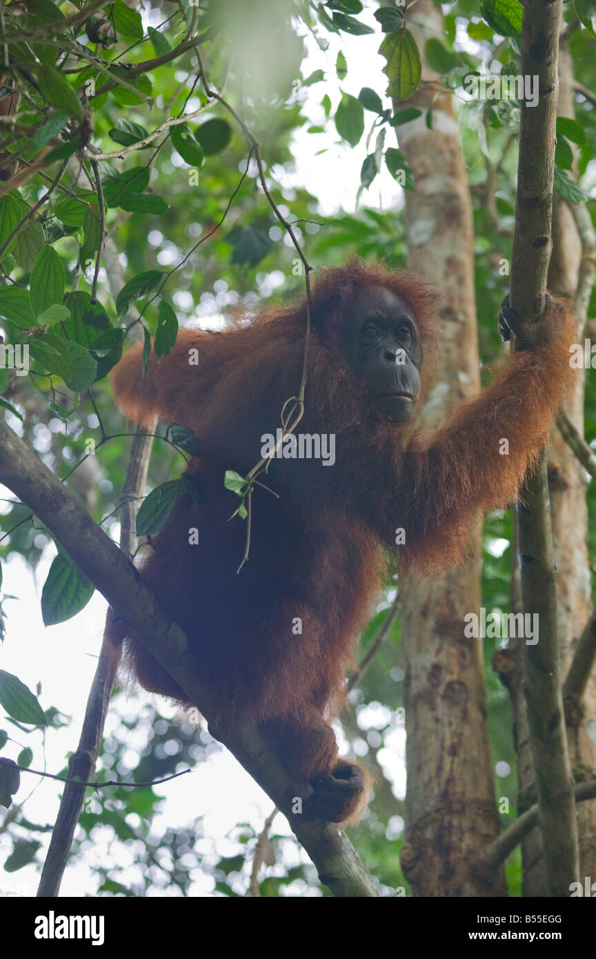 Un Orango Tango nella foresta a Semenggoh Orangutan Santuario nr Kuching Sarawak Malaysia Foto Stock