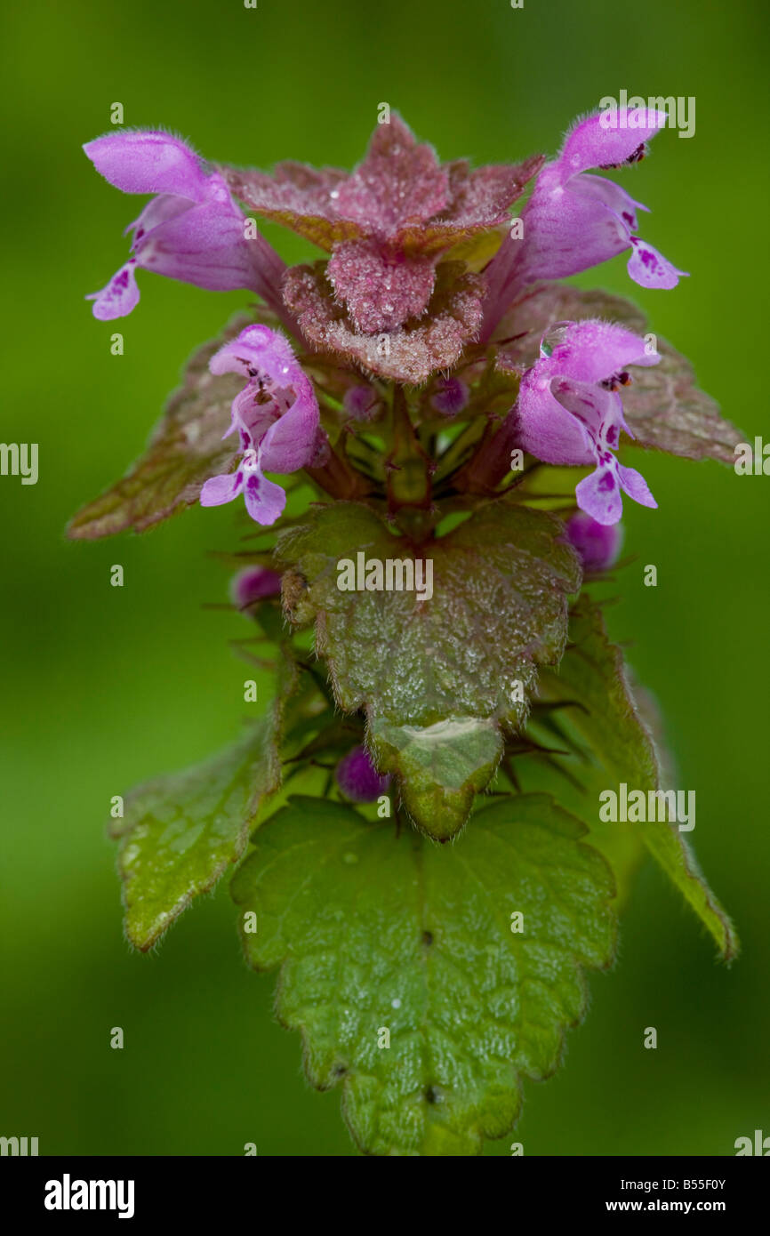 Red dead ortica Lamium purpureum in fiore comuni erbacce nel Regno Unito Foto Stock