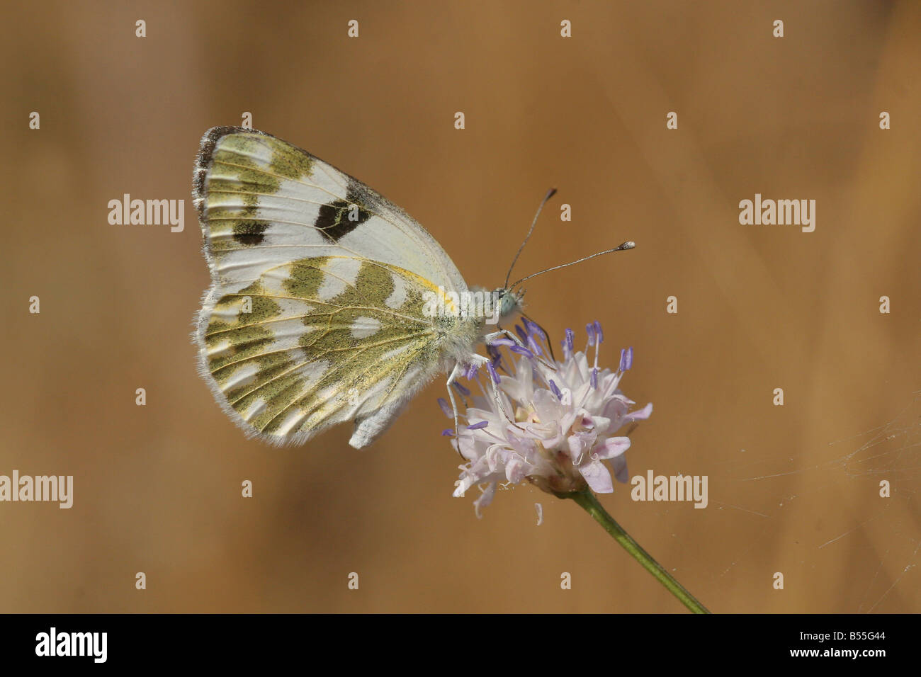 Vasca da bagno bianco Pontia daplidice Butterfly shot in Israele Estate Giugno Foto Stock