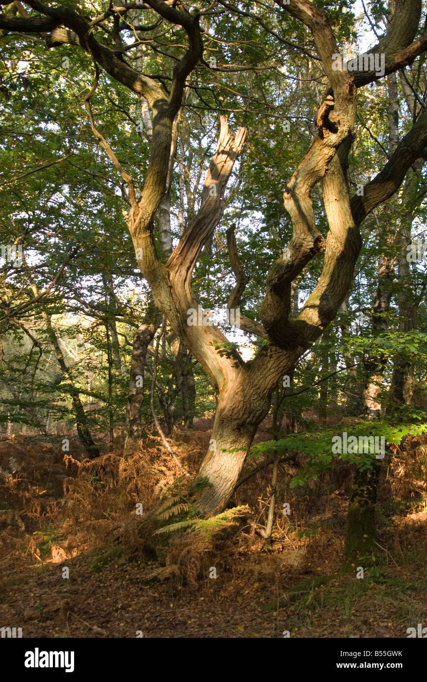 Una immagine di luce che colpisce un albero attraverso le foglie sul Ashdown Forest, foglie d'oro coprire il terreno sul suolo della foresta Foto Stock