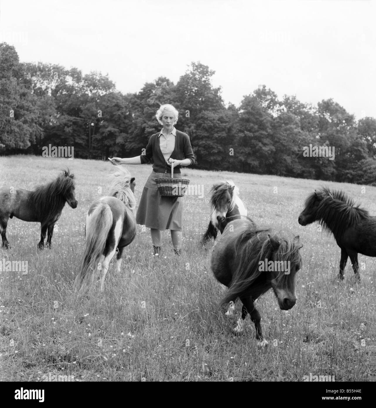 Signora Joan Gore-Lengton di Hurst Green, razze Sussex il più piccolo pony Shetland nel mondo.; Giugno 1960 ;M4478-015 Foto Stock