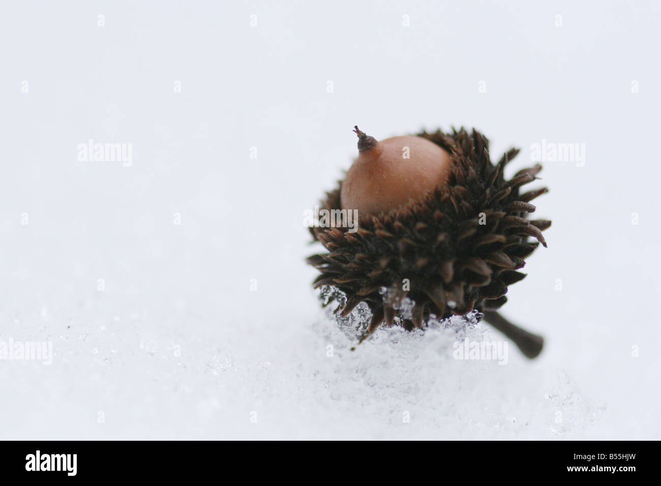 Oak acorn su sfondo bianco Foto Stock