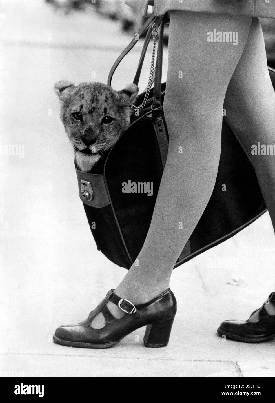 Ogni giorno "Finlay' IL 9 settimane old LION CUB rende due viaggi sui mezzi di trasporto pubblici in tutta Londra, una volta la mattina da Chiswick a nord di Londra e torna di nuovo a notte. viaggia comodamente in un hold-tutti e gode del TRIPS. Egli ha bisogno piuttosto di una trattativa di alimentazione attenzione, ottenendo cinque bottiglie di latte al giorno e 1 1/2 libbre di carne macinata, il che significa che egli non può essere abbandonato per lunghi periodi. Egli è di proprietà di ex modello Mrs Sally Bunting e il suo partner hanno un angolo animali domestici in West Green Road, legno verde. "Finlay' di viaggi...Dicembre 1972 P012742 Foto Stock
